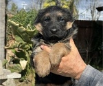 Puppy Lilly German Shepherd Dog