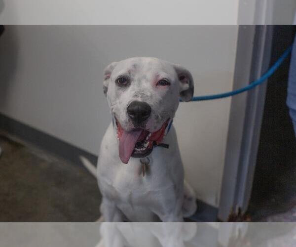 Medium Photo #1 Dalmatian-Unknown Mix Puppy For Sale in Mountain Home, AR, USA