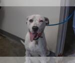Small Dalmatian Mix