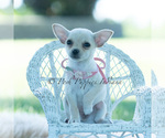 Small Photo #100 Chihuahua Puppy For Sale in WARSAW, IN, USA