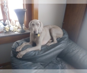 Mother of the Weimaraner puppies born on 04/09/2022
