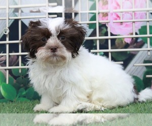 Maltese Puppy for sale in MARIETTA, GA, USA