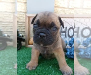 French Bulldog Puppy for sale in CARTHAGE, TX, USA