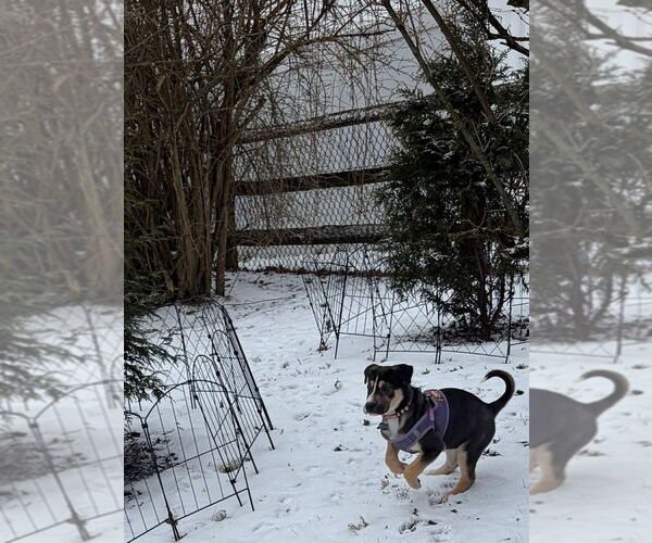 Medium Photo #3 Mutt Puppy For Sale in Springdale, PA, USA