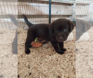 Labrador Retriever Puppy for sale in PALERMO, NY, USA