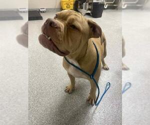 American Bulldog-Unknown Mix Dogs for adoption in Pasadena, TX, USA
