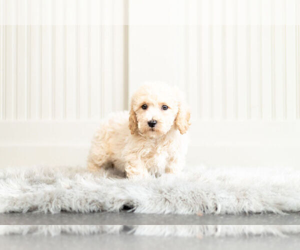 Medium Photo #3 Bichpoo Puppy For Sale in WARSAW, IN, USA