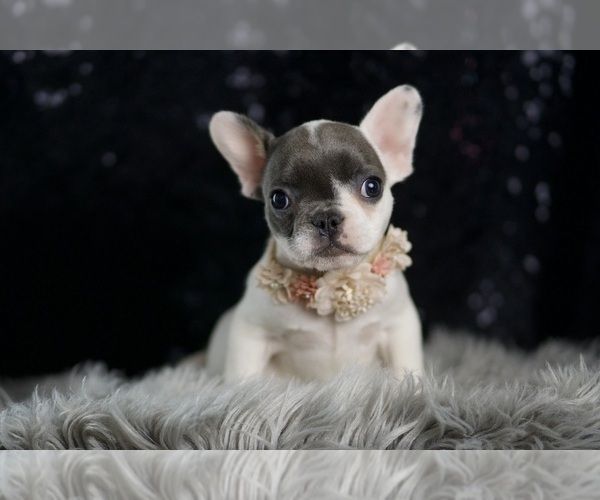 Medium Photo #107 French Bulldog Puppy For Sale in WARSAW, IN, USA