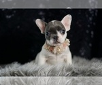 Small Photo #107 French Bulldog Puppy For Sale in WARSAW, IN, USA