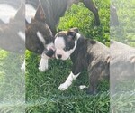 Small Photo #17 Boston Terrier Puppy For Sale in MONTVILLE, OH, USA