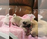 Small #1 Pug