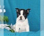Small #5 Boston Terrier