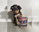 Small Photo #11 Yorkshire Terrier Puppy For Sale in FENTON, MI, USA