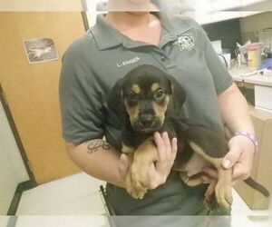 Mutt Dogs for adoption in Oroville, CA, USA