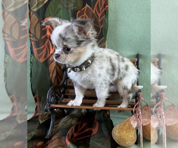 Medium Photo #3 Chihuahua Puppy For Sale in NEWVILLE, PA, USA