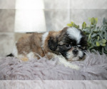 Small #2 Shih Tzu