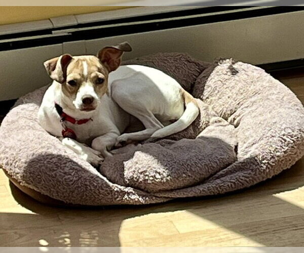 Medium Photo #2 Chihuahua-Unknown Mix Puppy For Sale in Wakefield, RI, USA