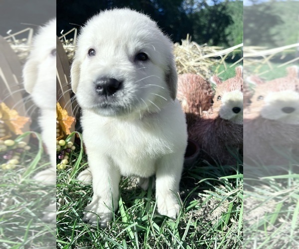 Medium Photo #6 Golden Retriever Puppy For Sale in NEOLA, WV, USA