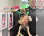 Small #3 Australian Shepherd-German Shepherd Dog Mix
