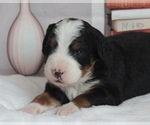 Puppy Yorkie Bernedoodle