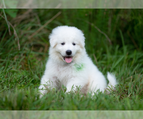 Medium Photo #7 Maremma Sheepdog Puppy For Sale in CONWAY, MO, USA