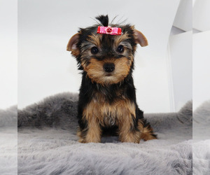 Yorkshire Terrier Puppy for sale in LOS ANGELES, CA, USA