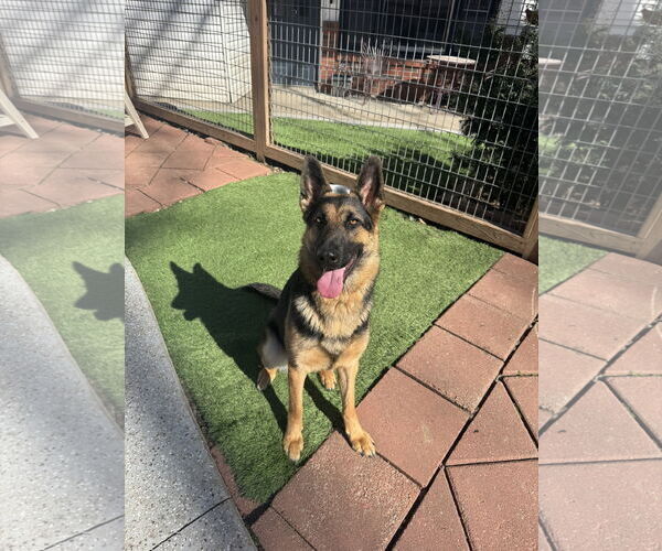 Medium Photo #1 Mutt Puppy For Sale in Leavenworth, KS, USA