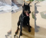 Small Photo #7 Doberman Pinscher Puppy For Sale in ROCKWALL, TX, USA