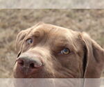 Small #15 Chesapeake Bay Retriever Mix