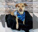 Small #3 Retriever  Mix