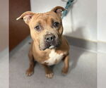 Small #1 American Pit Bull Terrier
