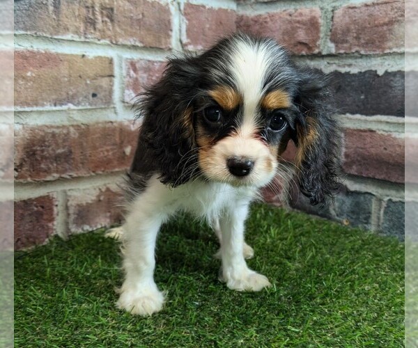 Medium Photo #4 Cavalier King Charles Spaniel Puppy For Sale in MOBERLY, MO, USA