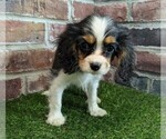 Small #3 Cavalier King Charles Spaniel