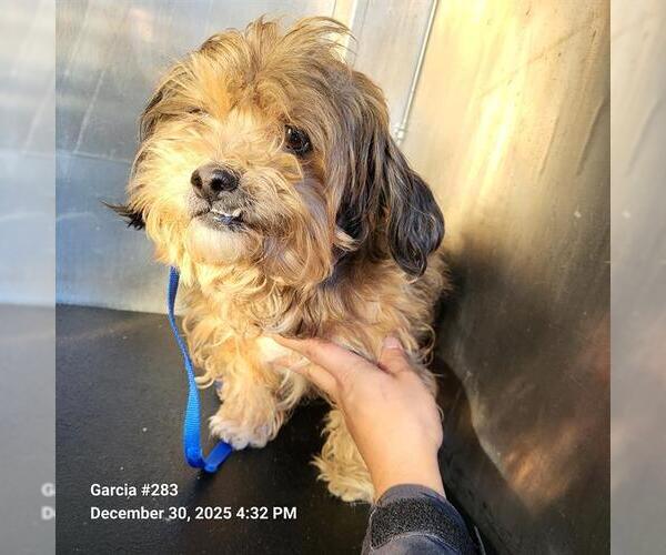 Medium Photo #1 Shih Tzu-Unknown Mix Puppy For Sale in San Antonio, TX, USA