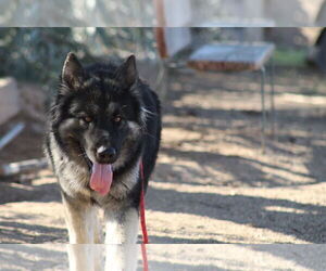 Siberian Husky-Unknown Mix Dogs for adoption in El Centro, CA, USA