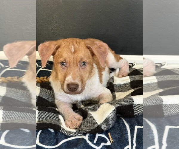 Medium Photo #2 Beagle-Unknown Mix Puppy For Sale in Westminster, MD, USA