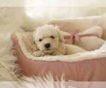 Small #3 Maltipoo Mix