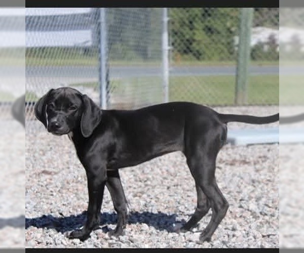 Medium Photo #1 Labrador Retriever Puppy For Sale in garner, NC, USA