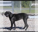 Tessie - Female Labrador Retriever Dog for Adoption - Small photo