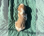 Small Photo #21 Brittany Puppy For Sale in FISHER, IL, USA