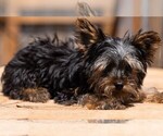 Small #3 Yorkshire Terrier