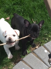 French Bulldog Puppy for sale in LONDON, OH, USA