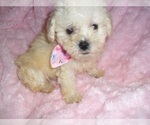 Small #2 Maltipoo (Toy)