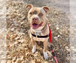 Mutt Dogs for adoption in Aurora, CO, USA