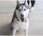 Small #5 Alaskan Malamute