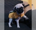 Small Photo #12 Pug Puppy For Sale in HOUSTON, TX, USA