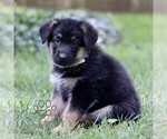 Small #4 German Shepherd Dog