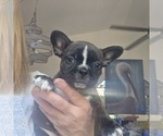 Small Photo #2 Boston Terrier Puppy For Sale in FT MYERS, FL, USA