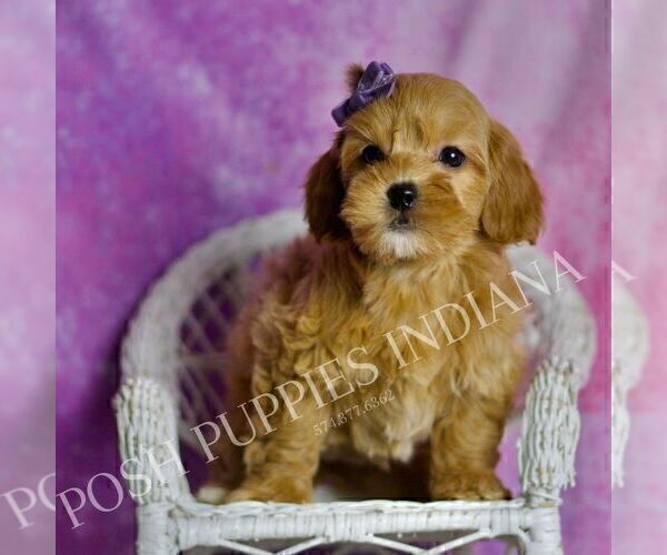 Medium Photo #11 Goldendoodle (Miniature) Puppy For Sale in WARSAW, IN, USA