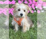 Small Photo #11 Morkie Puppy For Sale in ROCK STREAM, NY, USA